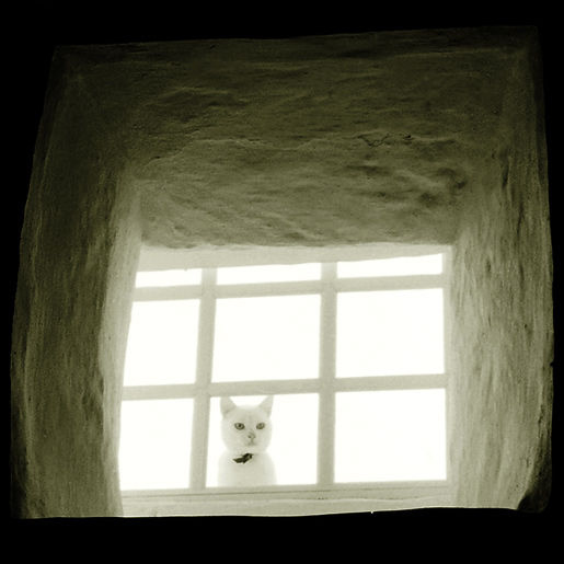 gato en la ventana Naturaleza Blanco y Negro (Química)