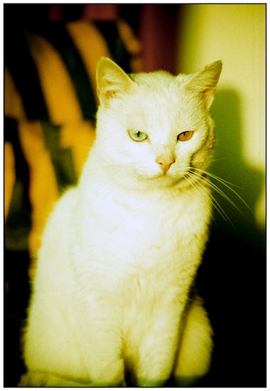 Gato blanco Naturaleza Color (Química)