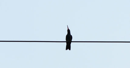 Colibri 1