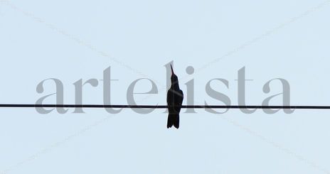 Colibri 1