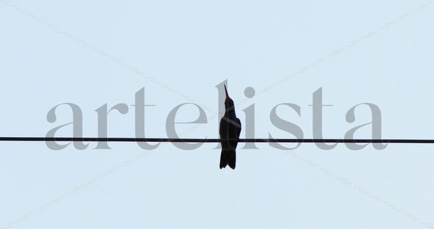 Colibri 1