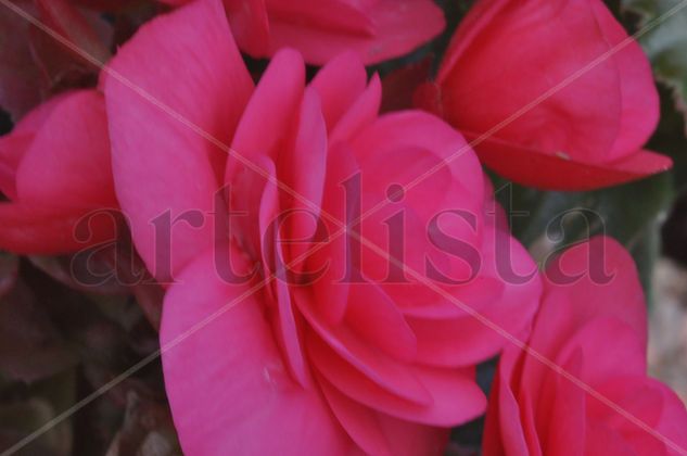 texturas florales camelia Architecture and Interiorism Color (Digital)