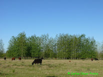 Arboleda y vacas