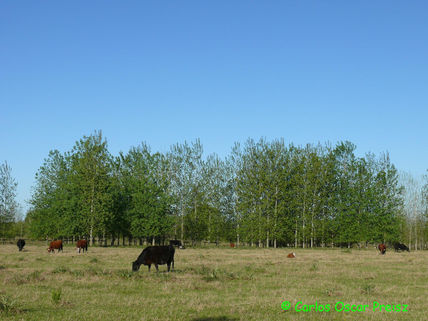 Arboleda y vacas