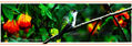 La Pausa del Colibri