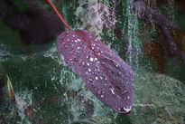 Wet Leaf