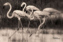 B&W Flamingos