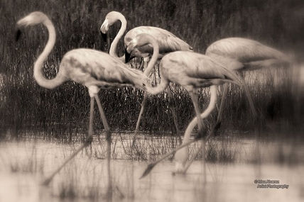 B&W Flamingos