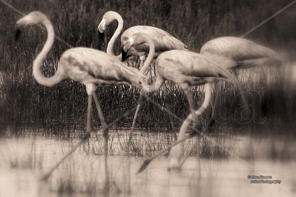 B&W Flamingos 