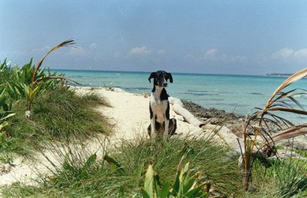 El perro y el mar