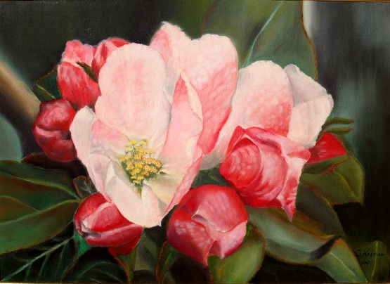 manzano en flor