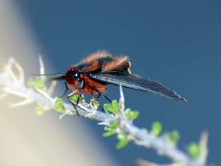 mariposa