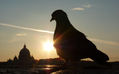 ROMA A CONTRALUZ (1)