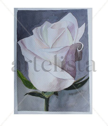 Rosa blanca