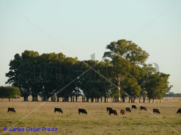 EUCALIPTOS Y VACAS