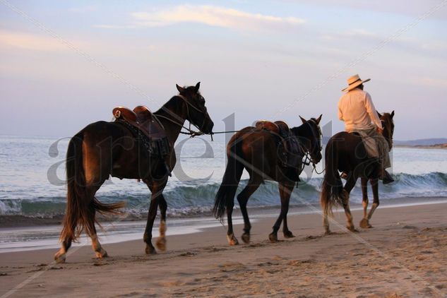 Caballos en la playa Viajes Color (Digital)