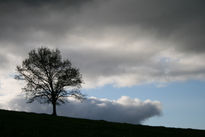 Solitario al atardecer