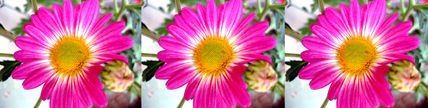 Flor rosada