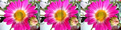 Flor rosada