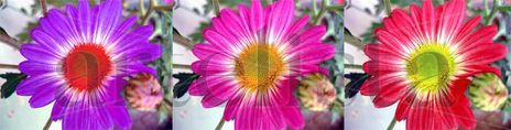 Flores en sintonía