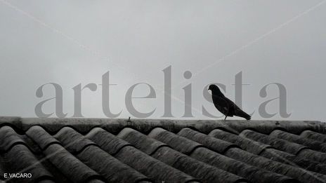 De perfil