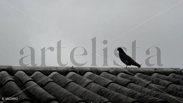 DE PERFIL
