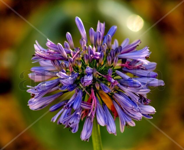 FLOR  125