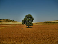 Campos  de  jaén  1