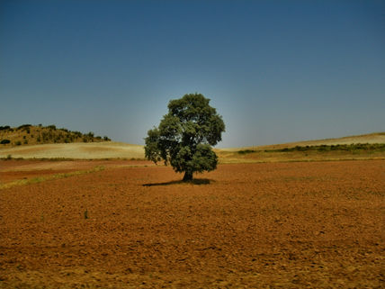 Campos  de  jaén  1