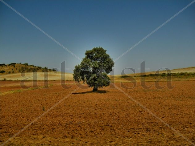 CAMPOS  DE  JAÉN  1