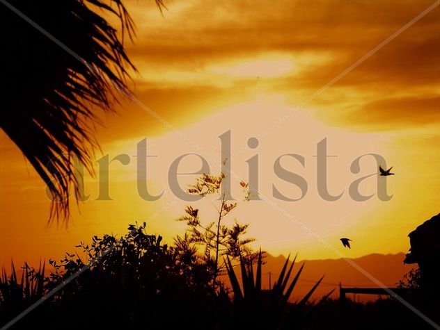 CORTEJO DE GOLONDRINAS  EN  EL  OCASO