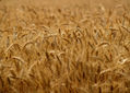 CAMPO  DE  TRIGO