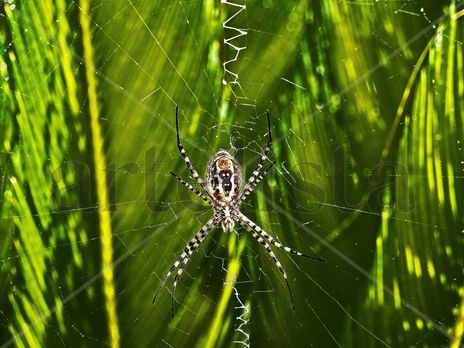 Araña  en  su  red