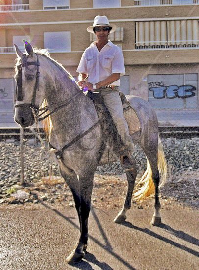 JINETE  Y  CABALLO  POSANDO 