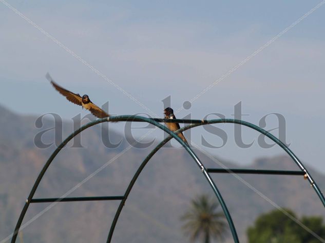 EL  CORTEJO  DE  LA  GOLONDRINA Naturaleza Color (Química)