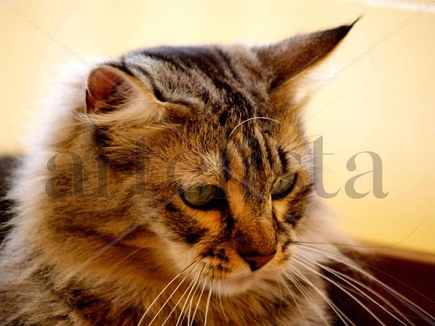GATO  (  SIN  BOTAS  )