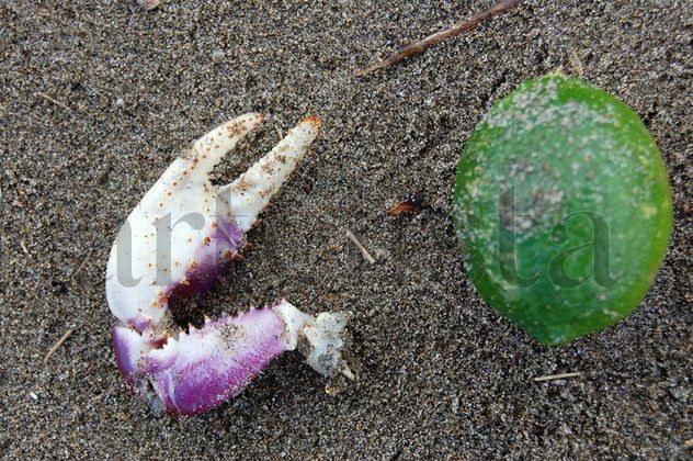 LO QUE NOS ARROJÓ EL MAR
