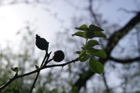 Frutos al atardecer