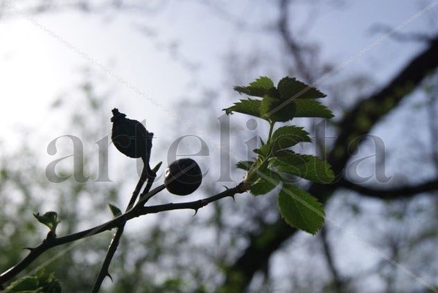FRUTOS AL ATARDECER