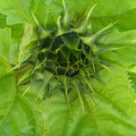 Flora de San Pedro, Buenos Aires thumbnail 2