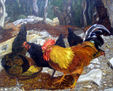 corral de gallinas