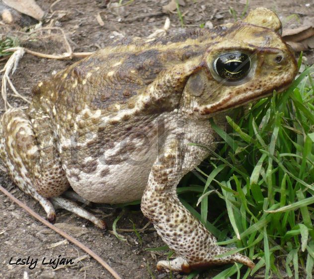 Horrorosa criatura