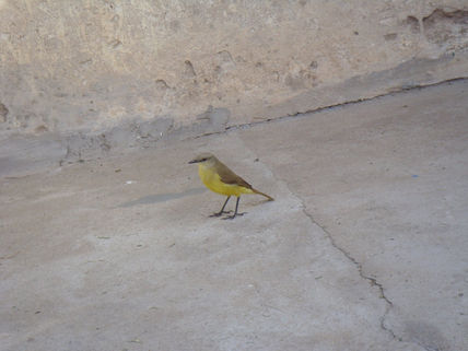 Venteveo