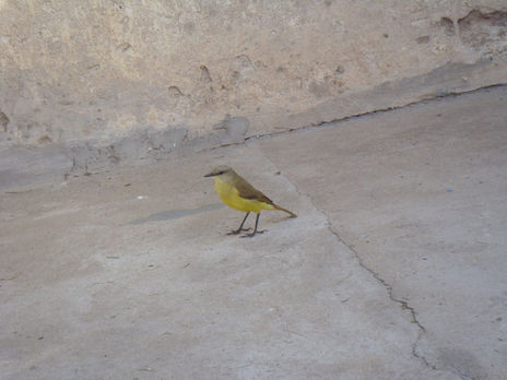 Venteveo