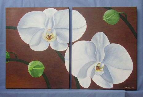 Orquideas mariposa