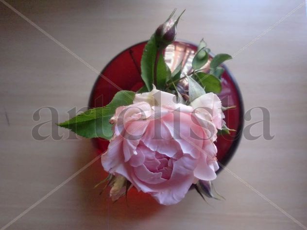 Rosa celeste mi Hijos.