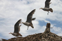 Gaviotas