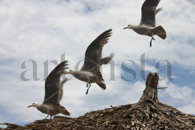 Gaviotas