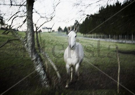 Caballo Blanco