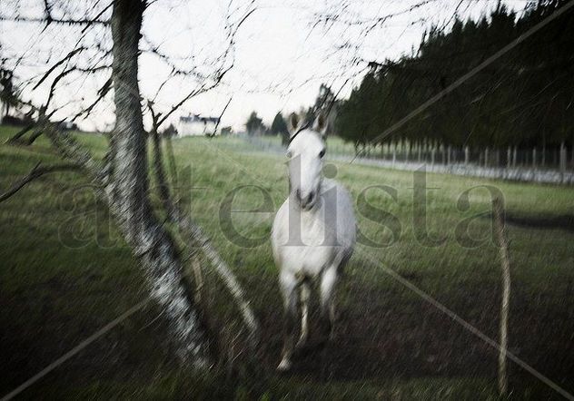 Caballo Blanco